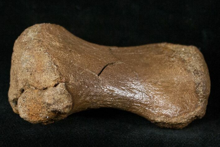 Hadrosaurid Finger Bone #14790